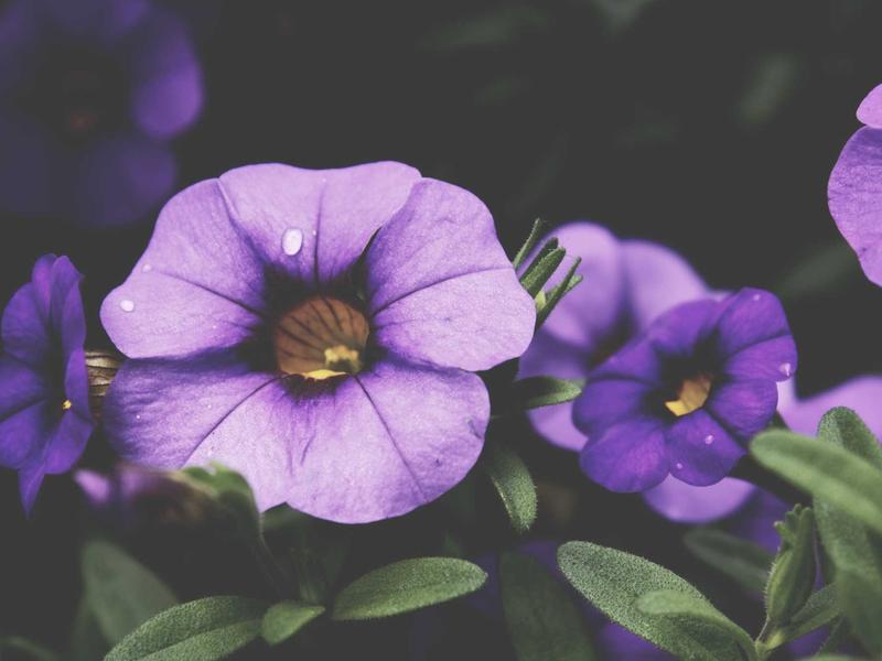 sudoku perfect score screenshot 1